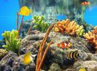 Ecran de veille Aquarium Exotique : profiter d'un joli aquarium sur votre PC
