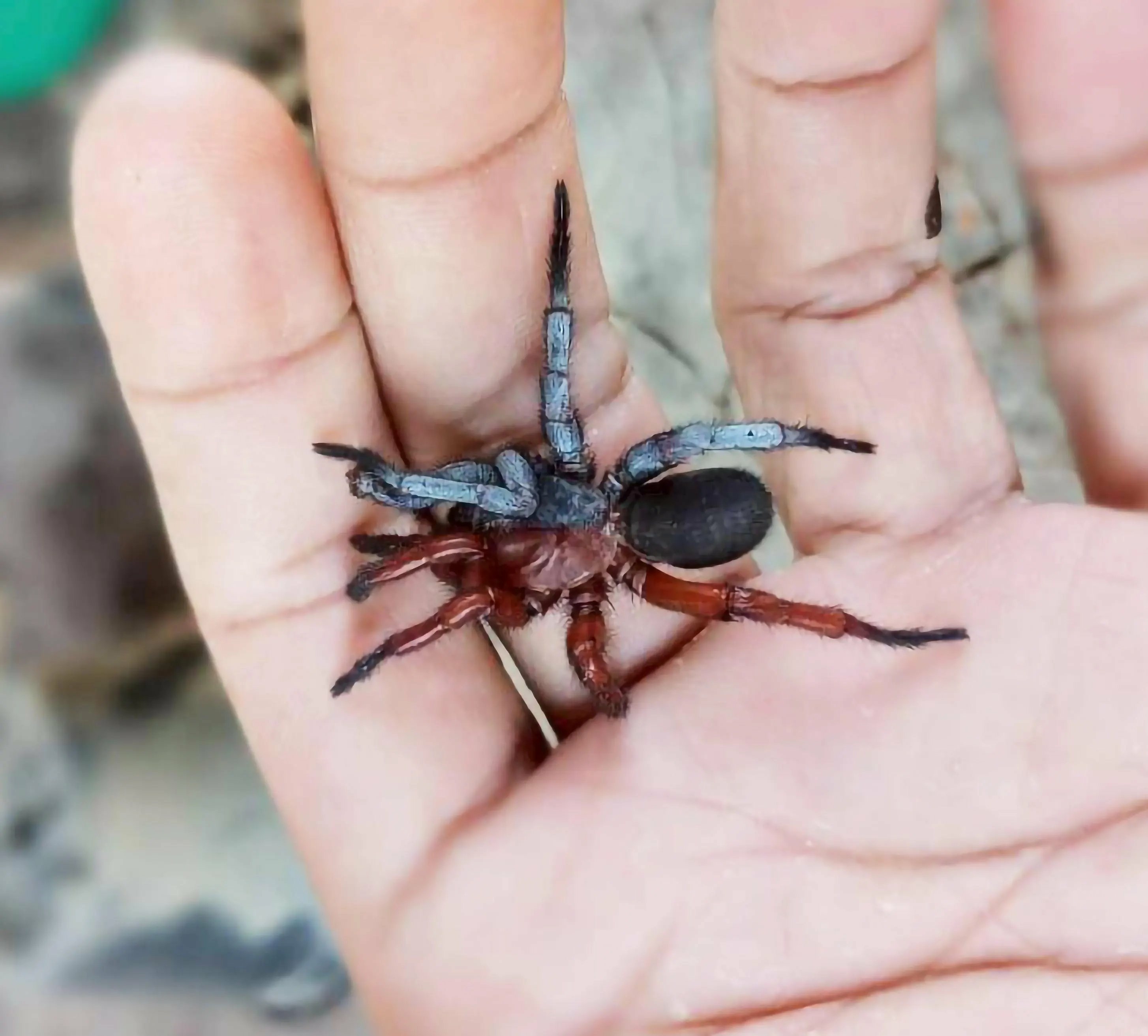 araignÃ©e intersexe 02