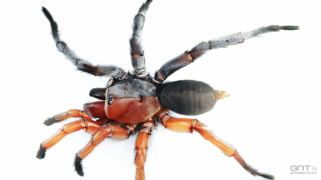 Une araignée mi-mâle mi-femelle découverte en Thaïlande, une première mondiale.
