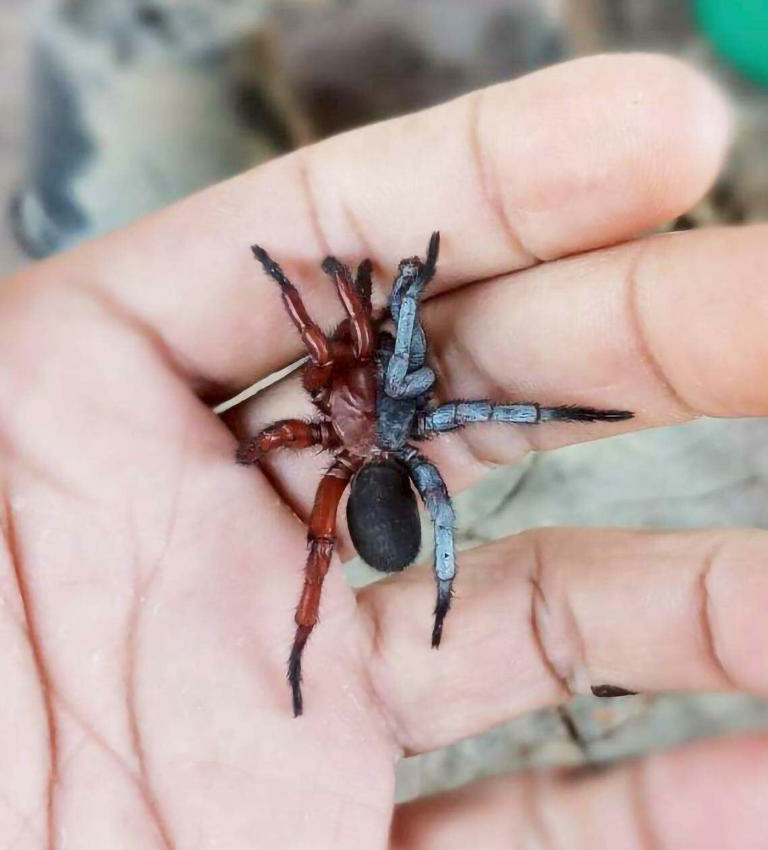araignÃ©e