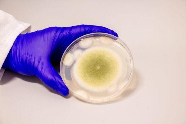 aspergillus Flavus