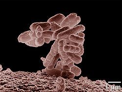 Bacterie E.Coli