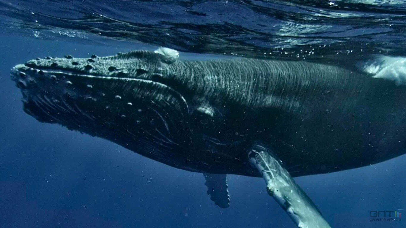 Les baleines nous observent-elles ? Le "gaping" est peut-être un message pour nous