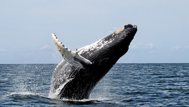 baleine à bosse