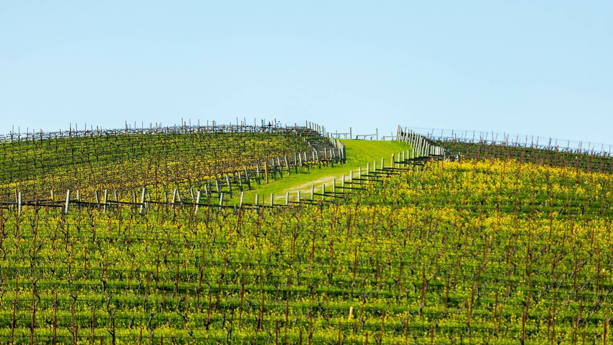 Bliss Napa Valley 01