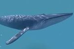 Blue whale