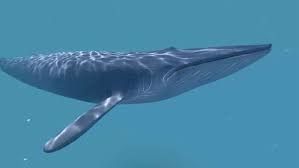 Blue whale