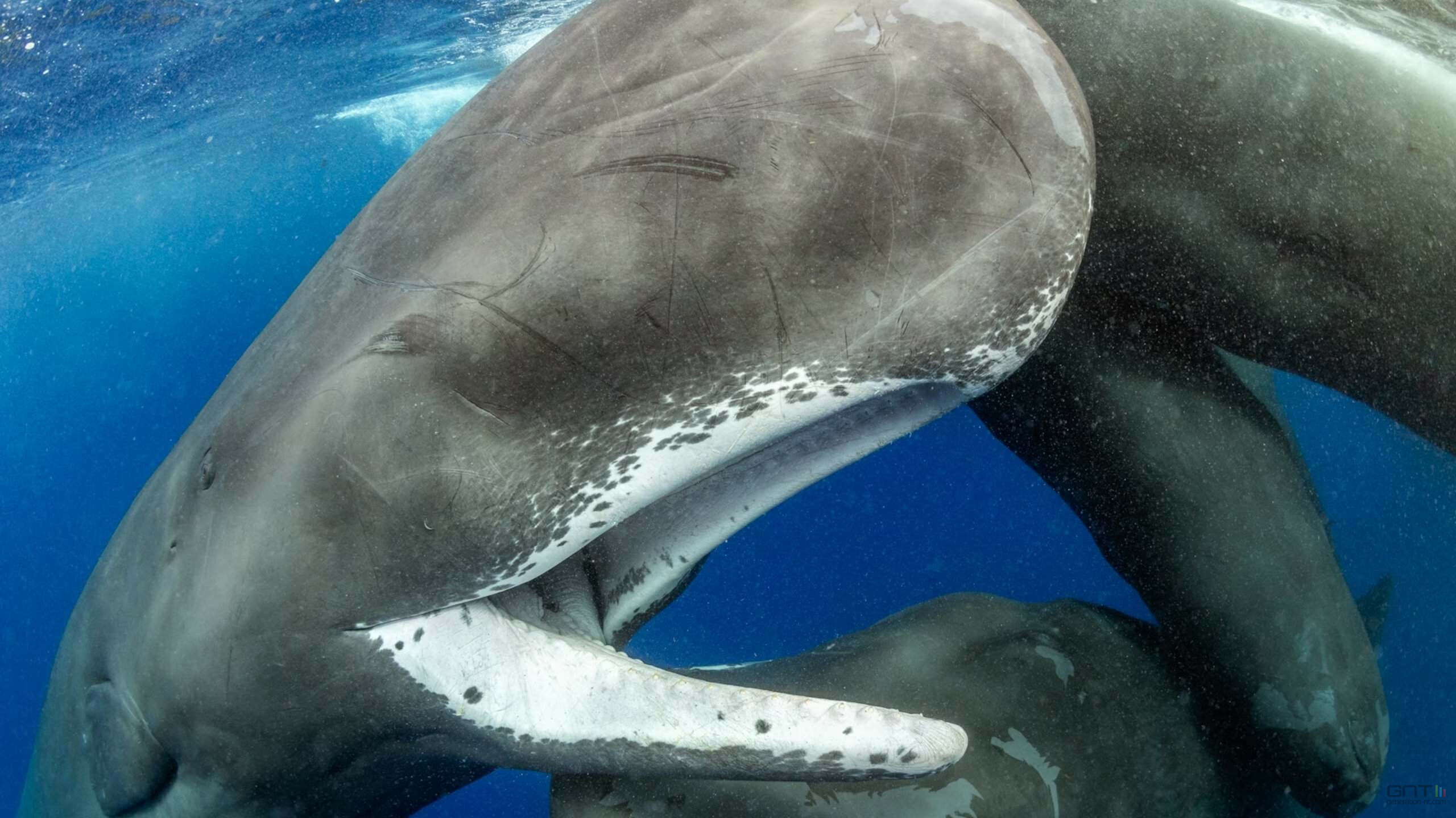 Les cachalots ont leur propre alphabet phonétique et c'est prouvé