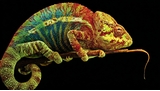 Le mystère des yeux du caméléon est enfin résolu