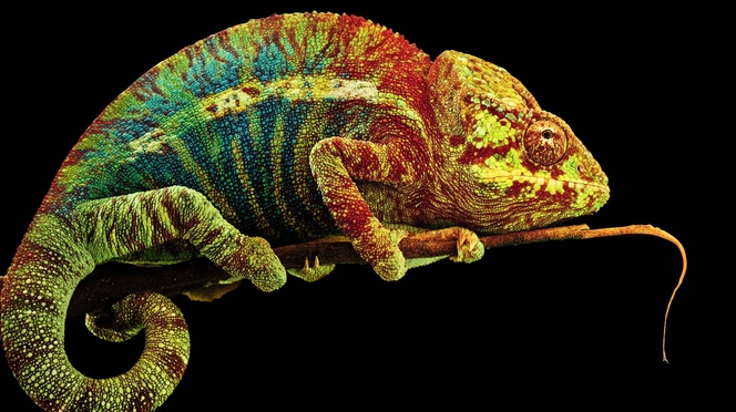 caméléon 03