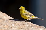 Canari