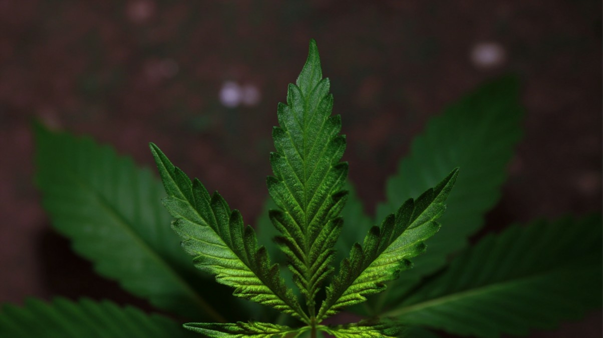 Cannabis 0