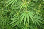cannabis.jpg