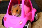car crash hamster sportif formule 1