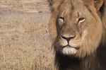 Cecil
