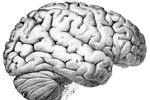 cerveau