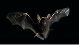 Mystère d'Halloween : le secret des chauves-souris vertes lumineuses !