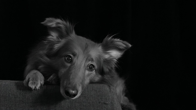 Chien 01