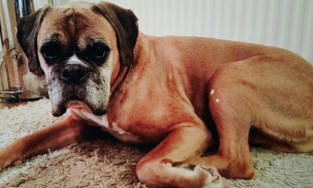 Chien clonÃ© Dylan