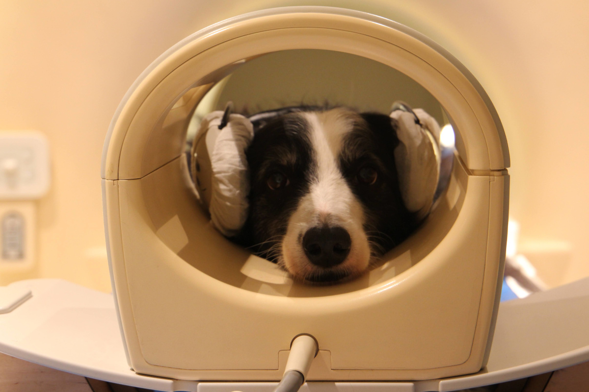chien-scan-cerveau