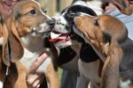 chiots éprouvette