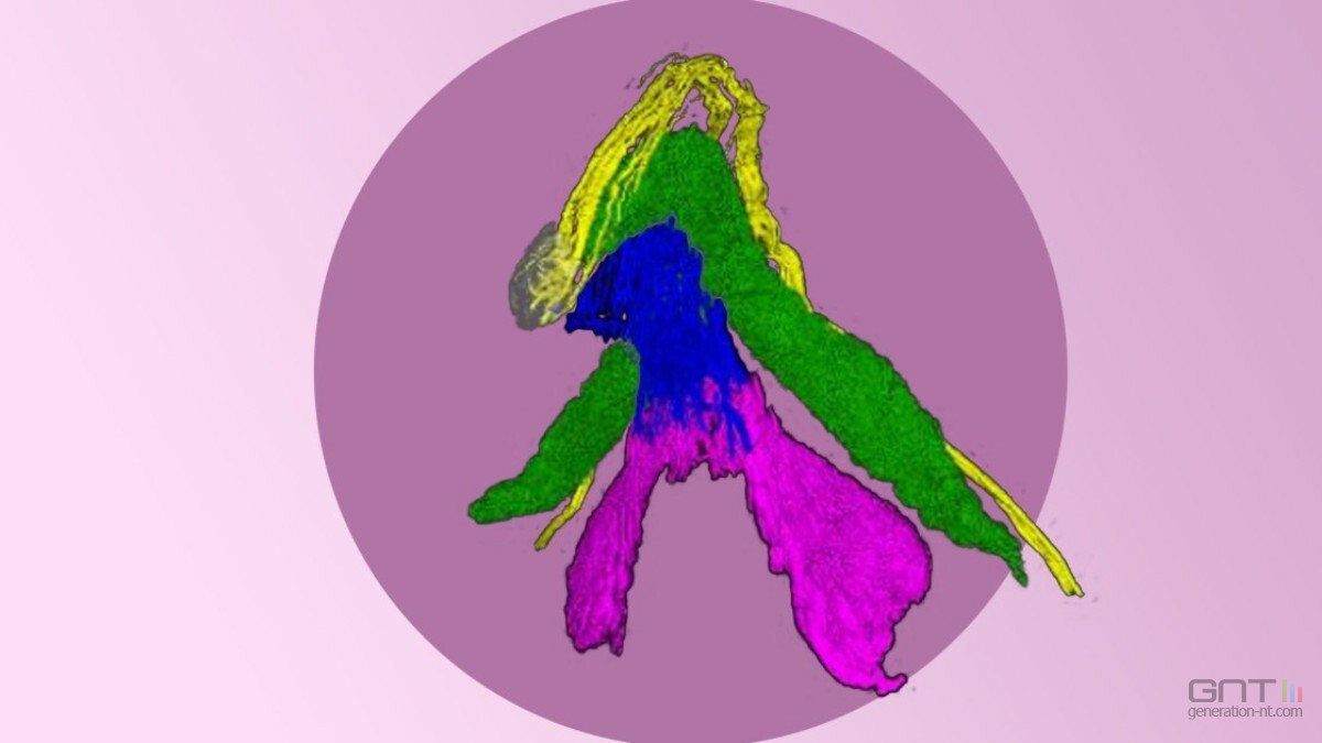 La première cartographie 3D complète du clitoris va transformer la chirurgie