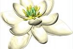 CNRS fleur ancestrale