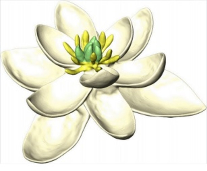 CNRS fleur ancestrale