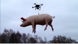 Un cochon volant par drone provoque une panne électrique géante en Chine