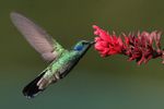 Colibri