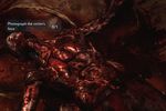 Condemned 2 Bloodshot 5