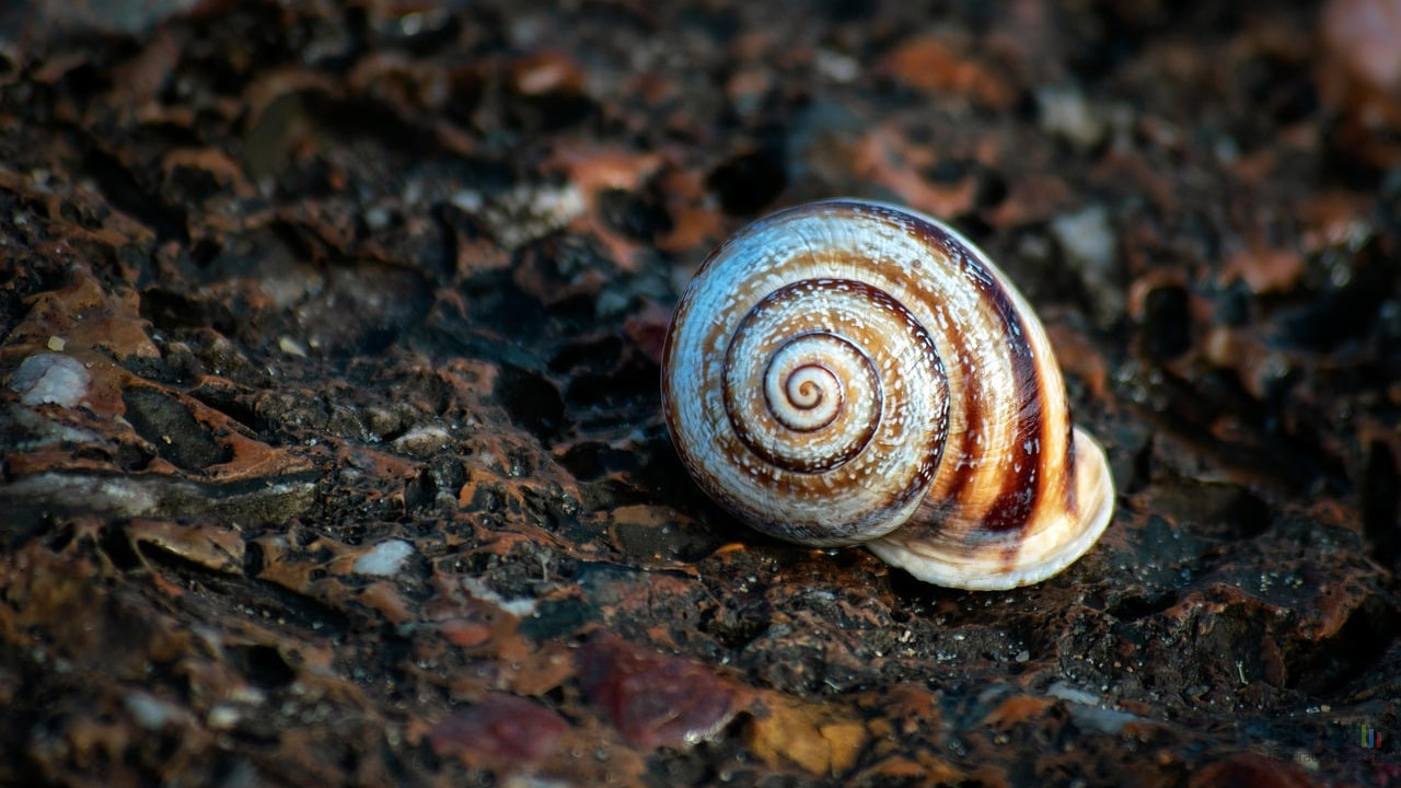 La coquille d'escargot est une archive météorologique surprenante