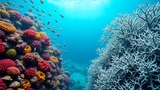 Les récifs coralliens ont franchi un point de basculement catastrophique
