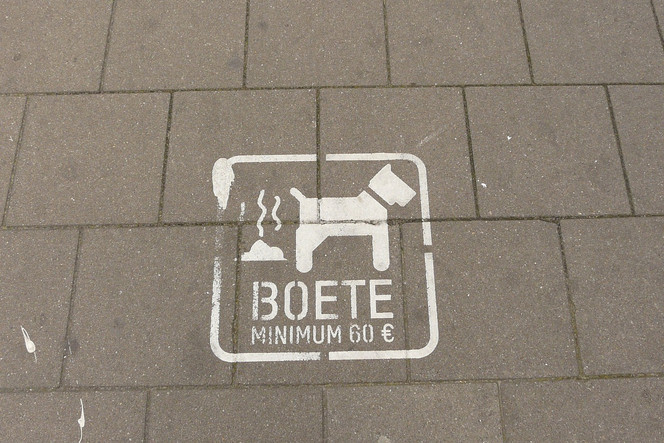 crotte-chien