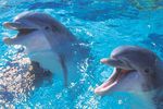 dauphins