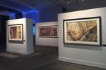 DeepDream-exposition