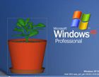DesktopPlant : faire grandir une plante sur le bureau de son ordinateur