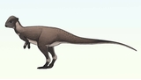 Un nouveau dinosaure à tête bombée découvert dans le Montana.