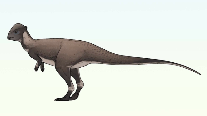 dinosaure montana 01