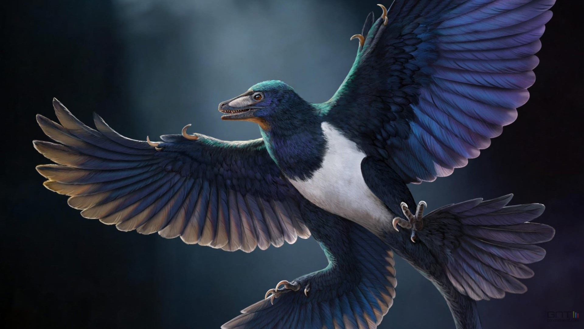 Chine : découverte d'une nouvelle espèce de dinosaure à plumes