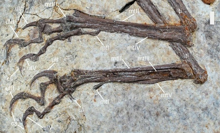 Gefiederter Dinosaurier_03