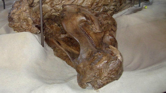 Dinosaures sabots 03