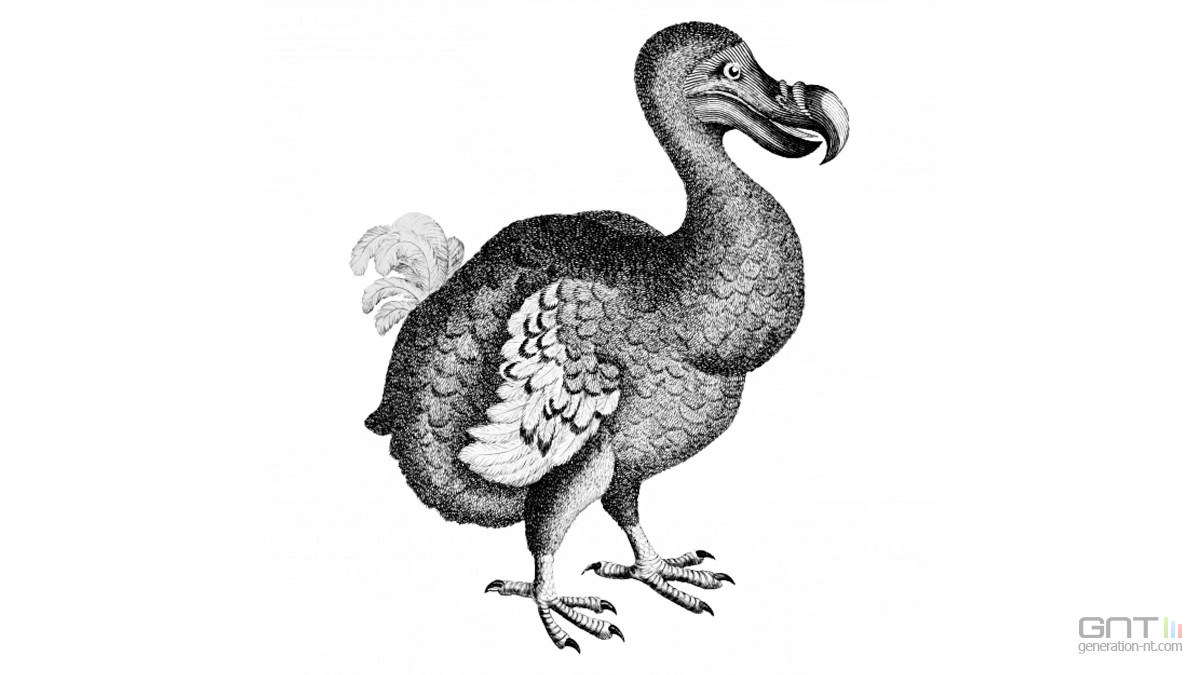 Stupide, le dodo ? Pas si vite !