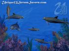 Dolphin Reef Screensaver : un économiseur d’écran sous marin !