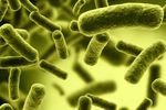e coli