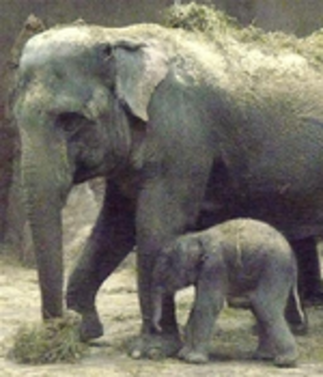 Elephant