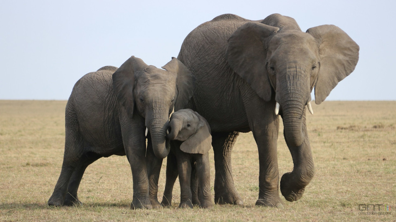 Ces éléphants d'Afrique possèdent une pharmacie naturelle secrète