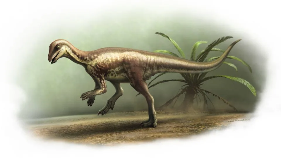 Enigmacursor mollyborthwickae (1)