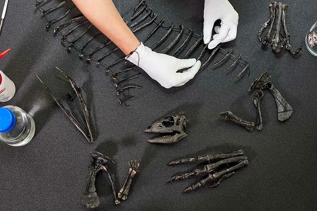 Enigmacursor mollyborthwickae