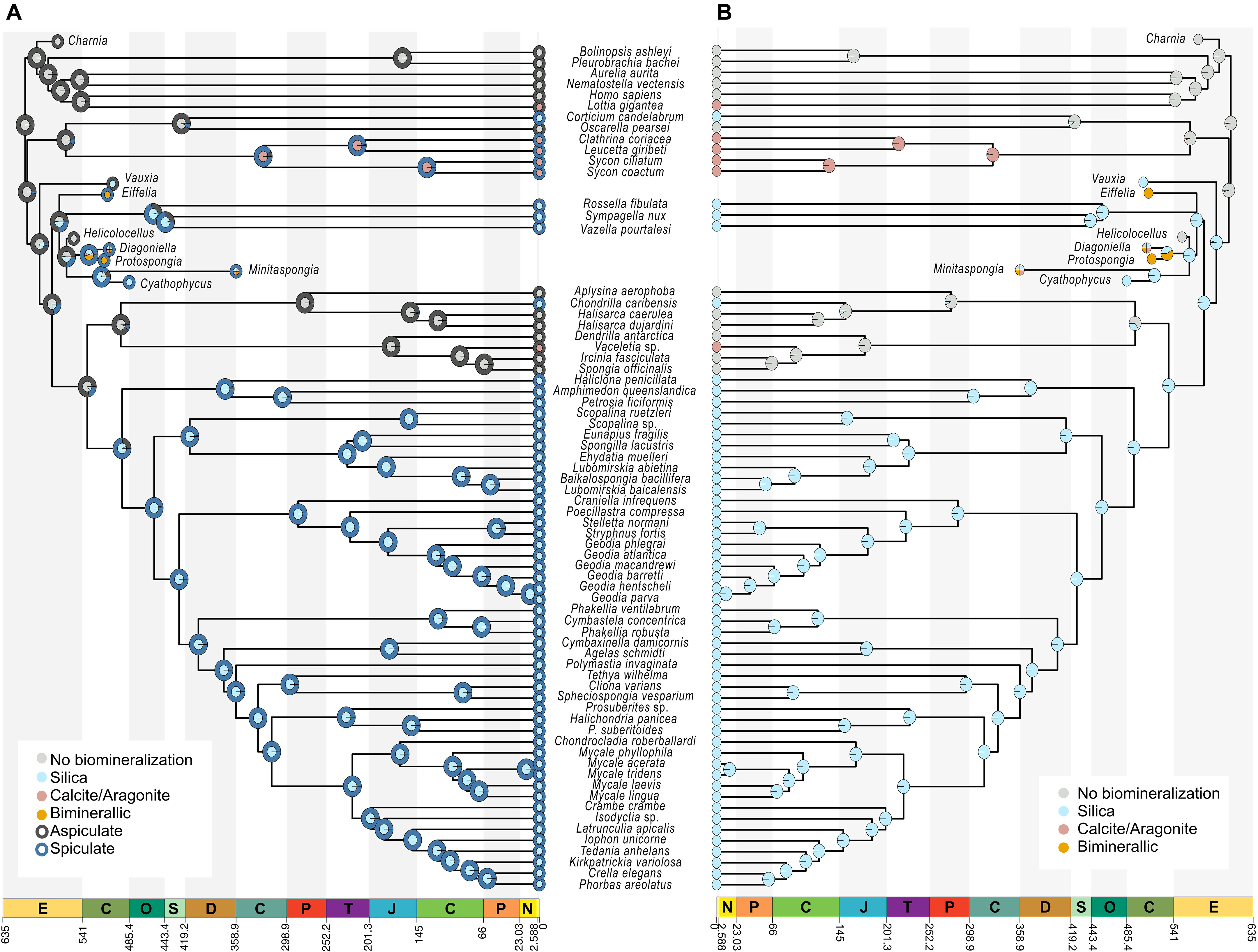eponge spicule squelette etude